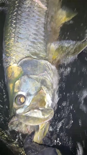Night Tarpon Fishing Florida – Another Epic Night