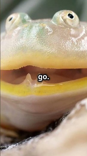 Budgett's Frog - Cannibal of The Swamp