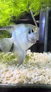 Pterophyllum is a small genus of freshwater fish known to most aquarists as ANGELFISH (WIKIPEDIA).
