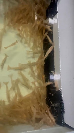 Perfect bait size !!! | Bass Strait Bait & Tackle Lakes Entrance