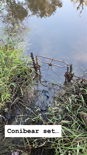 Just some thoughts on a common usage for conibear traps. #trapping #wildlife #wildlifemanagement #beavertrapping #trapper #wildlifedamage #wildlifedamagecontrol | Native South Wildlife Management