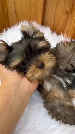 So Cute and Adorable Yorkshire Terrier Puppy #yorkie #yorkshireterrier #yorkiepuppies #yorkielove #yorkieoftheday #yorkiepuppy #yorkielife #yorkieoftheday #yorkielovers #yorkies | I Love Yorkshire Terrier