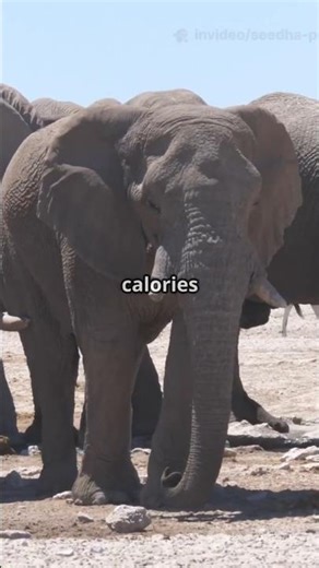 Why Do ELEPHANTS Move Less in Colder Seasons?
