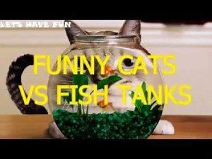 Funny Cats VS Fish Tanks