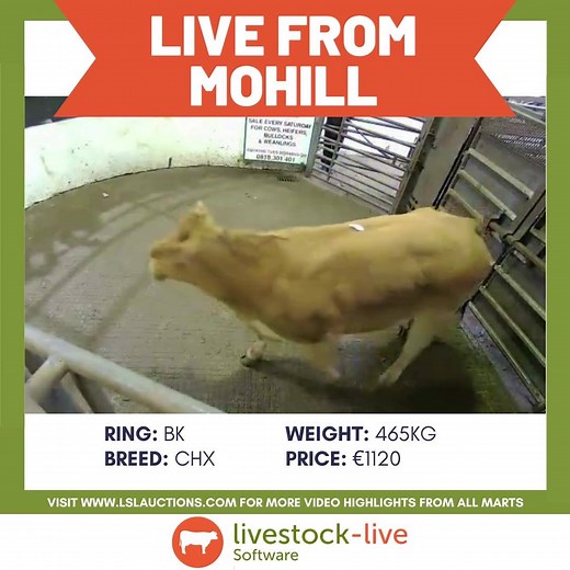1.6K views · 14 reactions | LIVE from Mohill Mart this weekend, cattle sale over on LSL Auctions! For full catalogue of sales from Aurivo Livestock Mart Mohill visit https://www.lslauctions.com/OnlineCatalogue-MOHILL | LSL Auctions | Facebook