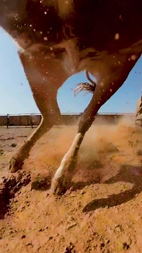 We told y’all 𝑺𝒕𝒂𝒚 𝑫𝒓𝒊𝒗𝒆𝒏 is bringing the best angles 😮‍💨 𝑺𝒕𝒂𝒚 𝑫𝒓𝒊𝒗𝒆𝒏 releases TOMORROW, with never-before-seen camera angles and a team-take on the sport. For a limited time, purchase Smith’s revolutionary new training video, 𝑺𝒕𝒂𝒚 𝑫𝒓𝒊𝒗𝒆𝒏, and receive this limited edition gift with purchase. Packaged in an exclusive gift box including all of the following: Your choice of digital download or hard copy of the 𝑺𝒕𝒂𝒚 𝑫𝒓𝒊𝒗𝒆𝒏 video, your choice of a Lone Star R