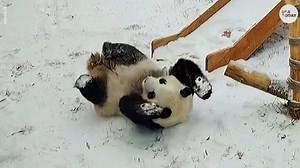 Playful twin pandas spotted rolling around in snow