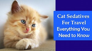 Cat Sedatives For Travel: Everything You Need to Know About