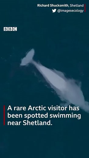 58K views · 686 reactions | This drone footage shows a rare Arctic visitor swimming near Shetland. It's thought to be only the sixth time a beluga, also known as white whale, has been seen in Scottish waters. : Richard Shucksmith, Rebecca Nason BBC Scotland News #BBCScotlandNews #BBCScotland #Whale #Beluga #Shetland #Nature | BBC One | Facebook