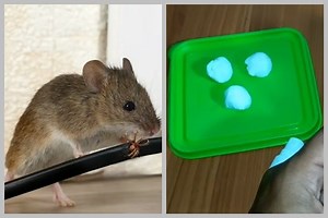 Tak perlu bikin perangkap, ini cara mudah mengusir tikus di rumah pakai 1 bahan dapur modal Rp2.000-an