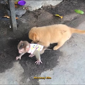 3.1K views · 70 reactions | Absolutely Baby Puppy Like Play Biting Baby Monkey Ella  | Baby Monkey Life | Facebook