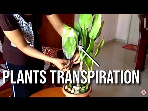 Demonstrate Transpiration in Plants Science Experiment