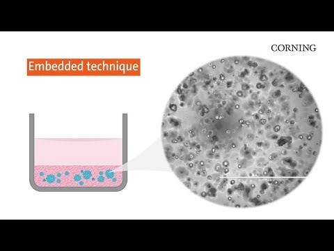 Tips & Tricks: Corning® Matrigel® Matrix Culture Methods