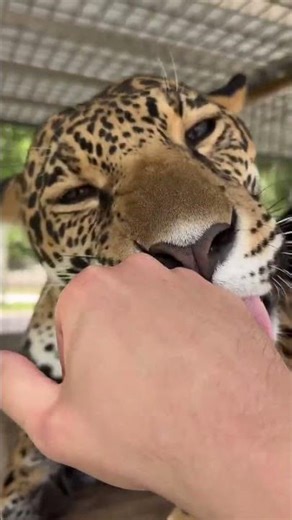 Big Cat Habitat Visit 🦁 | 300+ Amazing Animals & Wildlife Experience 💚