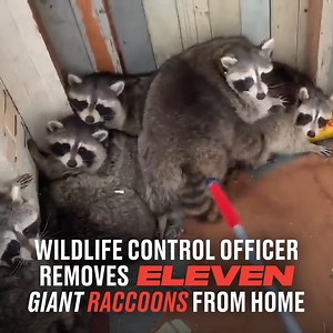 They completely took over the house 😂🦝 Gates Wildlife Control | LADbible