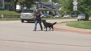 52K views · 212 reactions | We are pleased to announce we have teamed up with Protection Dog Sales One of the largest provider of home raised, professionally trained personal protection dogs in the World. https://www.protectiondogsales.com | Julius-K9 | Facebook