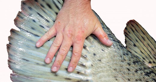 Fish of the Week! podcast | U.S. Fish & Wildlife Service