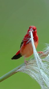 So pretty strawberry finch | Raw Nature
