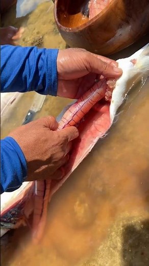 Harvesting CAVIAR from a Fresh Fish! 🐟💎 The Secret Process Behind Luxury Roe Forbidden or Delicious?