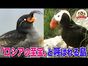 [Very Rare] 1.5 Million Birds Flying in the Sky! Never-Before-Seen Birds! The Miracle of Taranto ...