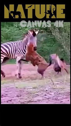 Deceptive Lion Hunt on the Zebra 😱 | Shocking Stunning Wildlife Encounter