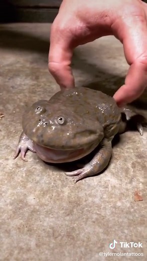 Screaming Frog Compilation: Funny Reactions! 🐸😱