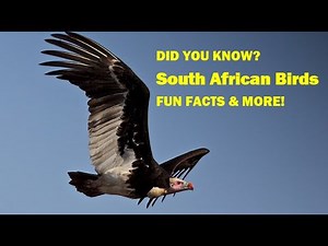 Incredible South African Birds | Stunning Wildlife Footage + Fun Moments! Part 1