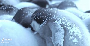 Learn About Baby Penguins: My Shayla's Adorable Moments