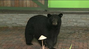 Bears invade the WNEP Backyard during the 11 p.m. Newscast