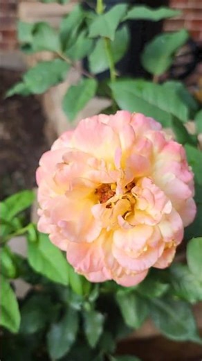 Color Changing Rose | Rio Samba Rose #shorts #garden #gardenflowers #unique