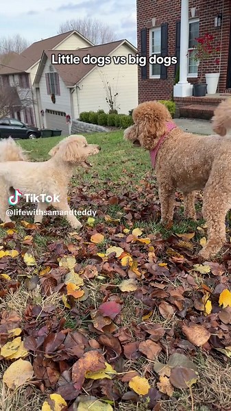 Little Dogs vs Big Dogs: A Playful Comparison