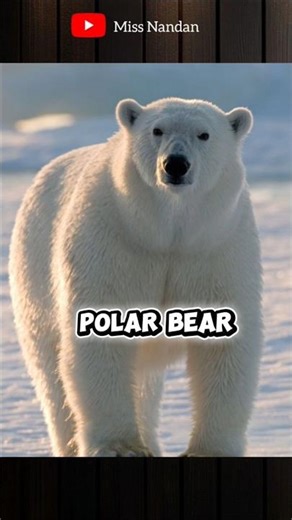 Do Cats Have Belly Button? 😲 Amazing Animal Fact