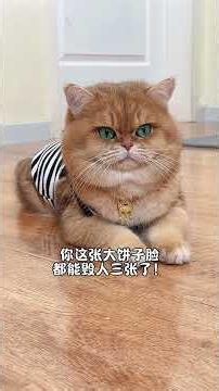 元宝：天天说人大盘子脸烦死！ #cat #喵哥是萌新 #pets #寵物友善日常 #萌宠