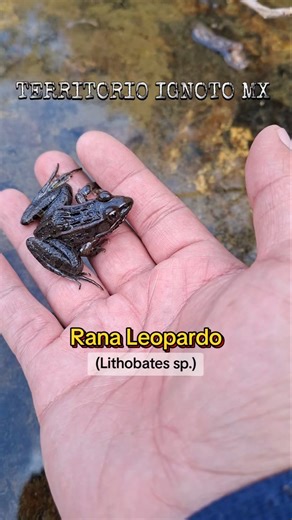 Rana Leopardo (Lithobates Sp.) #TerritorioIgnotoMX #Naturaleza #Biodiversidad #Guanajuato #México