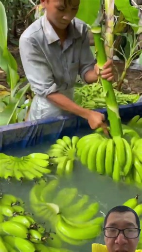 cách sơ chế chuối sau thu hoạch