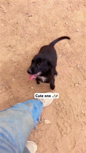 Dog love 🐶 #coco #labrador #love #dogs