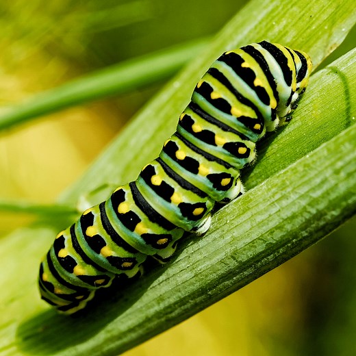 Caterpillars in Ohio – Most Common and Venomous