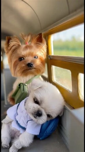 Meu Doguinho Trabalhador Pega Ônibus Todo Dia! 🐶🚌 Hoje Perdeu a Parada 😰