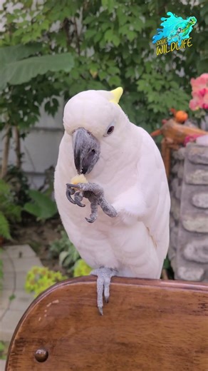 Cacatua Parrot Eating food 🐦 🍲 #shorts #birds #animals #short