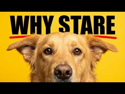 Dog Psychology | Why Dogs Stare at Their Owners