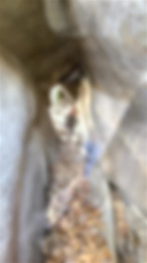 ADVENTURE one of the most spectacular features of Western Massachusetts are the caves, mines and tunnels! Western Mass Hilltown Hikers Visit the Berkshires of Western Massachusetts Massachusetts Office of Outdoor Recreation Visit Massachusetts Explore Western Mass #hikethehilltowns with the #westernmasshilltownhikers #hilltownhistory #hilltownhikersadventures #discoverthehilltowns #intheberkshires #hiking #visittheberkshires #hilltownhikers #hikingwithdogs @topfans SEE MORE and become a member a