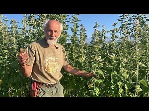 Marshmallow (Althaea officinalis) - How to grow