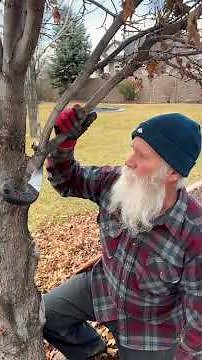 Why Not All Pruning Cuts Are Created Equal #tree #trees #arborist #pruning #education #garden