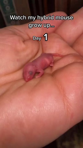 What mouse feature is the cutest?