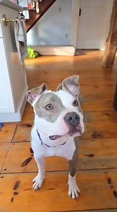 Did you catch Petra’s live on IG?? Interested in adopting or fostering one of our dogs? Applications and information are available through the link in our bio. | Pibbles & More Animal Rescue, Inc - PMAR
