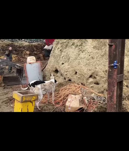 Ferret vs Rat: Intense Battle Caught on Camera