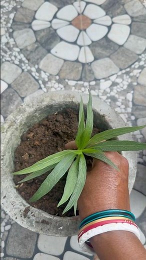 Welcoming wild petunia to my green family 🌼🌿 #wildpetunia #gardeninglove #plantingday #homegarden