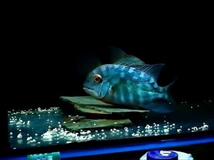 3.6K views · 35 reactions | Parrot Cichlid Hoplarchus psittacus spawning © Stefan Stiffcichlids , Slovakia https://www.youtube.com/user/stiffcichlids | For The Love of Fish | Facebook