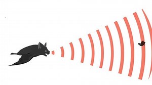 clip-3762400649-bat-echolocation-animation-bio-sonar-butterfly-insect