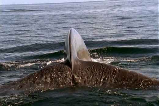 The Blue Planet I ★ BBC Earth with English Closed Captions and MKV